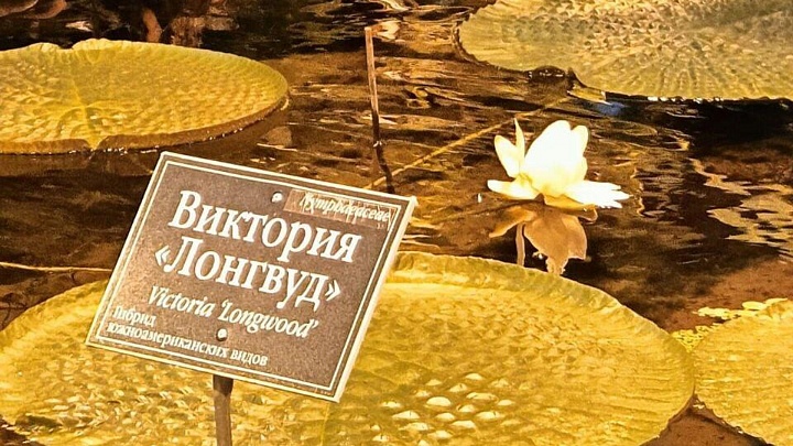 В ботаническом саду МГУ расцвела самая большая в мире кувшинка
